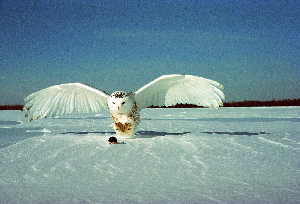 Avatar von Schneekriegerin